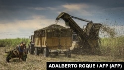 Cosechadora de caña de azúcar en el ingenio Central Azucarero Antonio Sánchez, el 17 de marzo de 2022 en Aguada de Pasajeros, Cienfuegos.